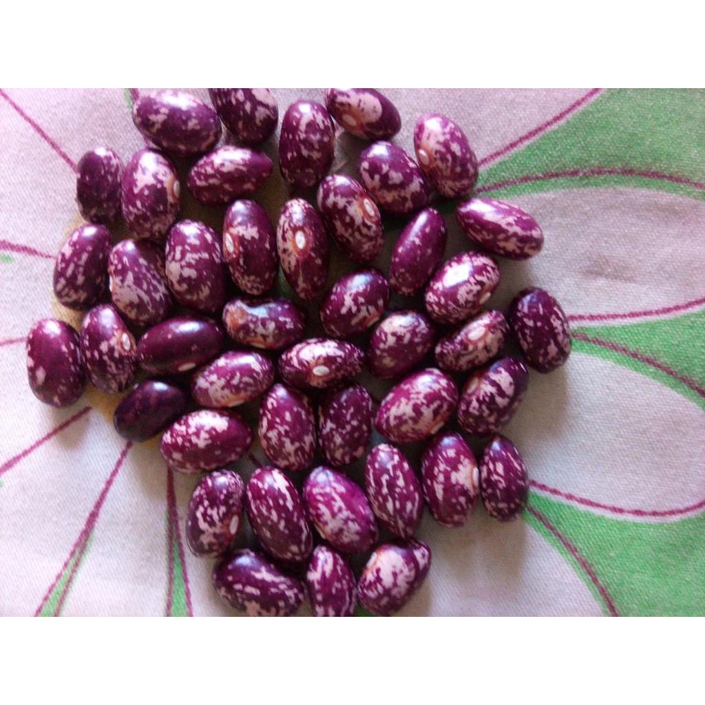 100 Sementes de feijão Amendoim Roxo / feijão Salpicado / Variedade ...