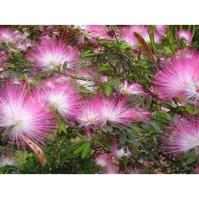 10 Sementes De Caliandra Rosa arbustiva | Shopee Brasil