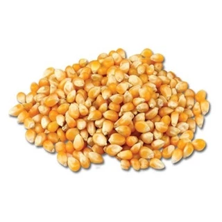 Milho Para Pipoca - PREMIUM