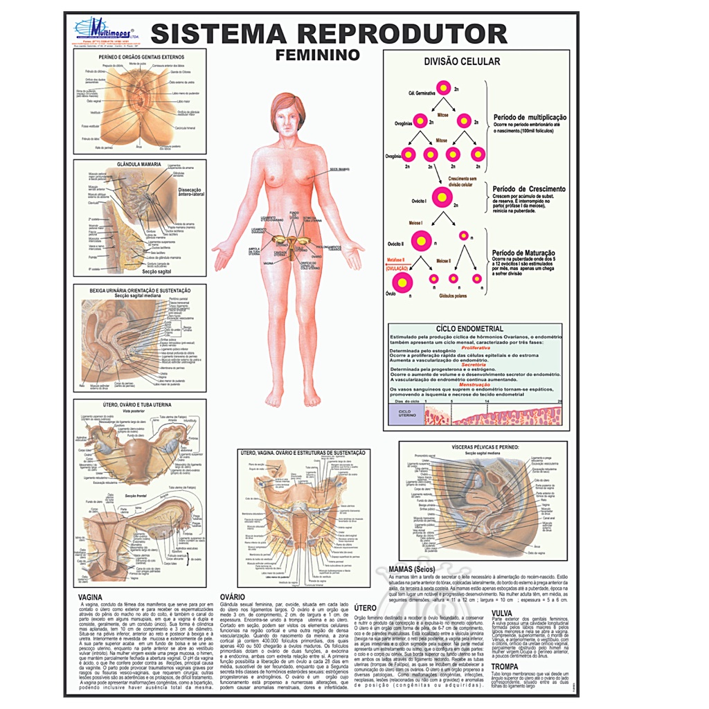 Mapa Reprodutor Feminino Corpo Humano Medicina sistema Anatomia Poster ...