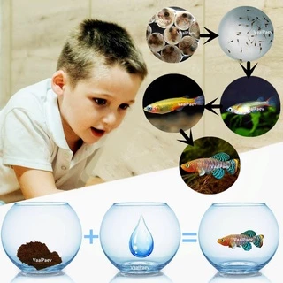 Peixes mágicos Ovos killi para incubação peixes tropicais ovos de peixes mágicos de estimação FISH EGGS