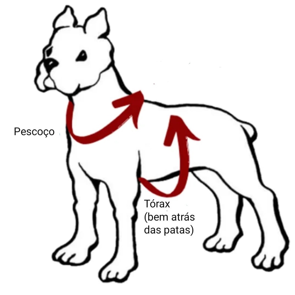 Coleira para Cachorros e Gatos em Couro Pérola com Metais Ouro - Efeito  Pet - Acessórios Premium em Couro para Pets