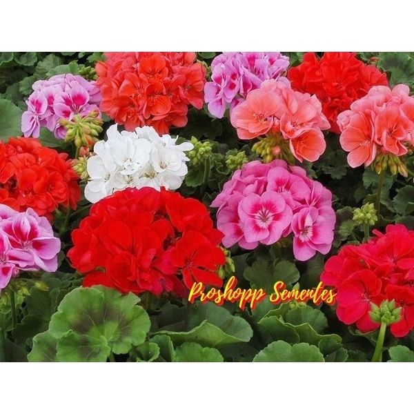 45 Sementes Da Flor Geranio Geranios Variadas Mix De Cores | Shopee Brasil