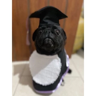 Beca para pets - cães e gatos - beca de formatura