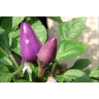 50 sementes de pimenta roxa | Shopee Brasil