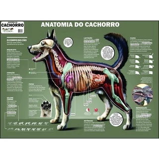Mapa Anatomia Cachorro Cão Pet Veterinario 110 X 80 Cm