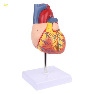 Docinho Anatômica Coração Humano Modelo Anatomia Ferramenta Ensino Médico