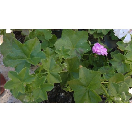 Planta De Geranio Roxo TRADESCANTIA ZEBRINA C18 ROXO Veiling
