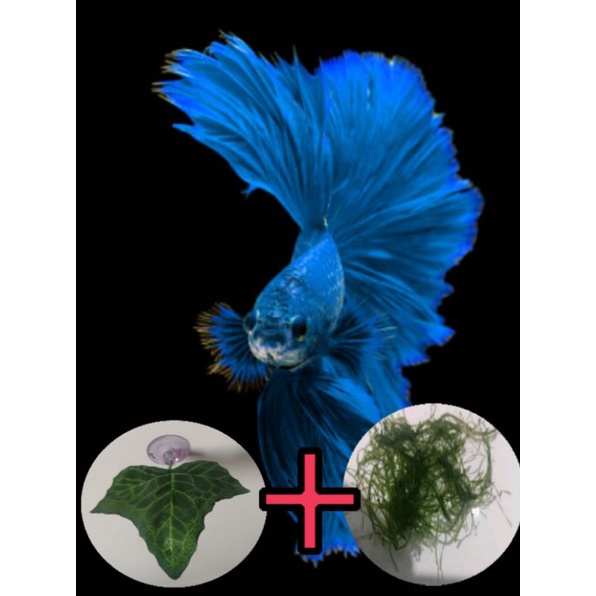 kit 4 folhas para betta + Java | Shopee Brasil