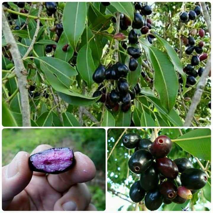Jamelão Jambolão Azeitona Preta ( 20 Sementes Para Mudas )