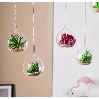 Bola Em Acrílico Para Terrário Suculenta E Pendurar