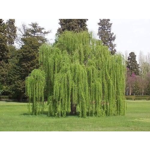 50 Sementes Salix Babilônica Árvore Chorão P Mudas Salgueiro