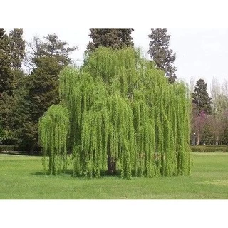 50 Sementes Salix Babilônica Árvore Chorão P Mudas Salgueiro