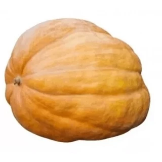 100 Sementes De Abóbora Gigante Dills Atlantic Guinnes