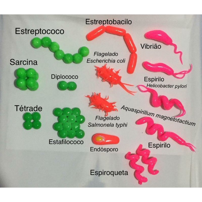 Bactérias: características, tipos, reprodução - Brasil Escola