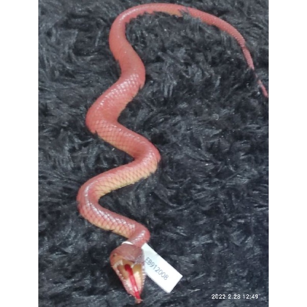 Brinquedo complicado de cobra faminta – My Premium-Gift