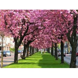 Cerejeira Sakura 150 Sementes Flor Rosa Dobrada P/ Mudas