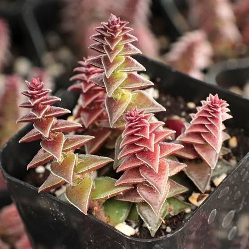10 Sementes De Crassula Capitella Red Pagoda