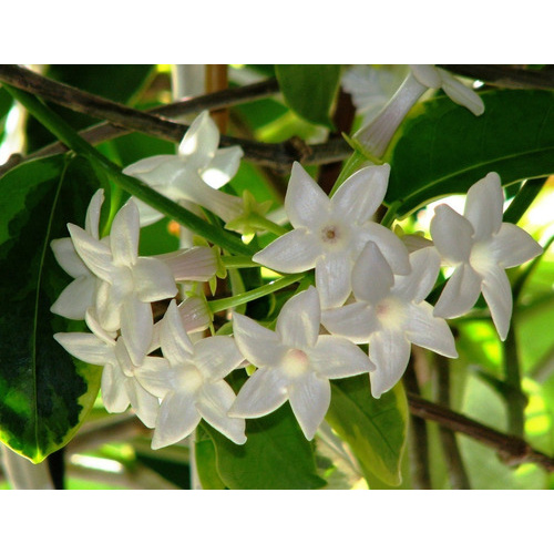 10 Sementes De Jasmim De Madagascar