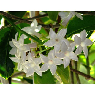 10 Sementes De Jasmim De Madagascar