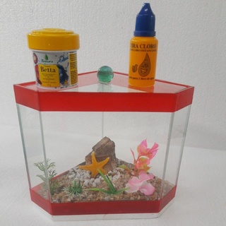Aquário Beteira 19x12x15Decorado + Combo ração e anticloro