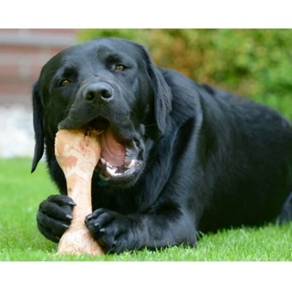 Petisco PET Osso Fêmur Desidratado 100% Natural Defumado Para Cães Adestrador