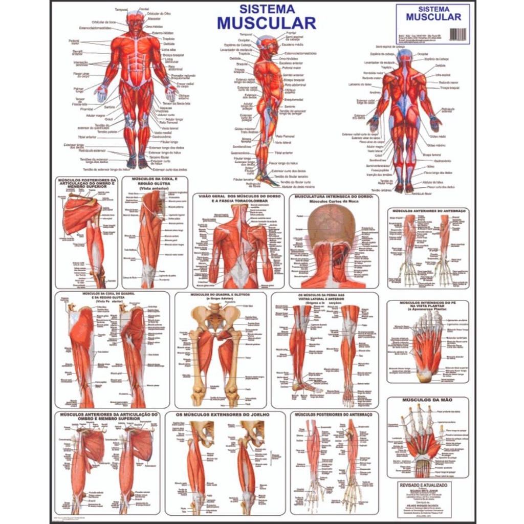 Sistema Muscular Poster Mapa Anatomia Corpo Humano Medicina 