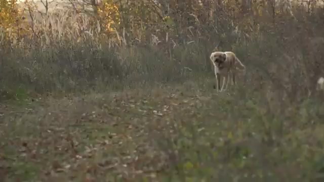 Coleira Antipulgas Ajustável para Cães - Proteção Premium | Caprioli - Vista Principal