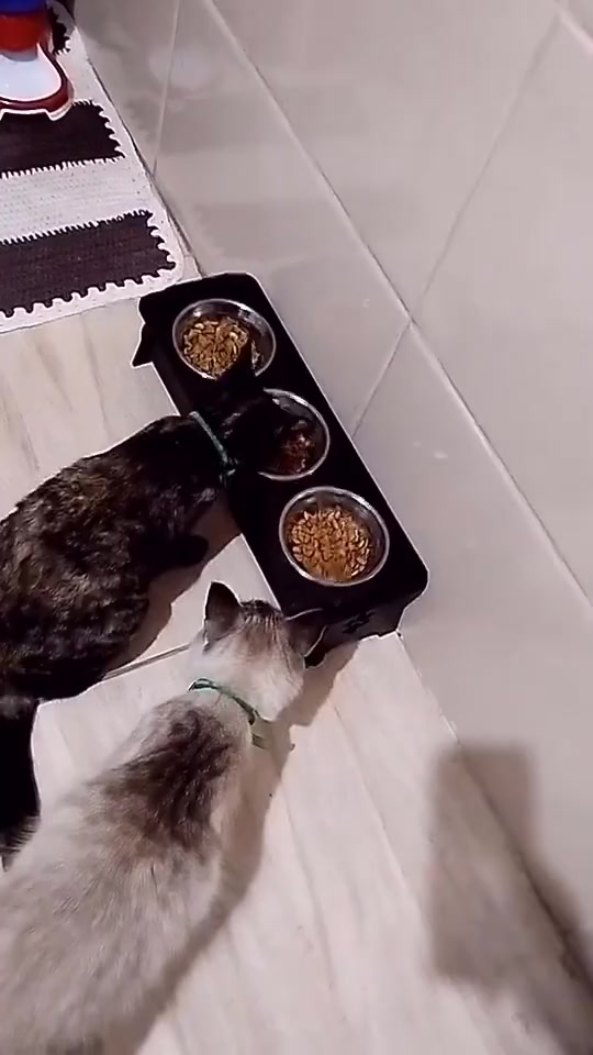Comedouro Triplo Elevado para Pets - Conforto e Estilo | Caprioli - Vista Principal