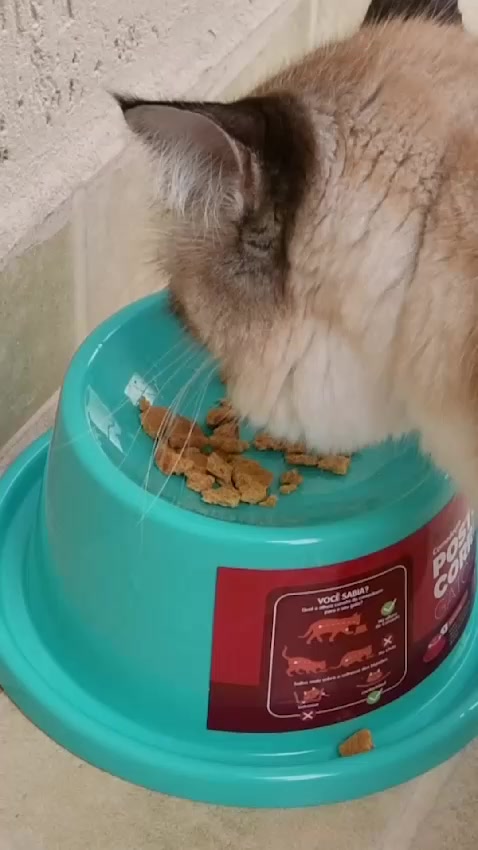 Comedouro Pet Ergonomico para Gatos - Postura Ideal | Caprioli - Vista Principal