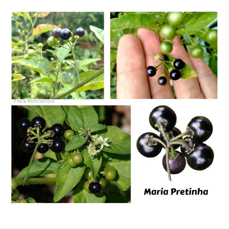 Maria-pretinha  Solanum americanum – Entre Plantas