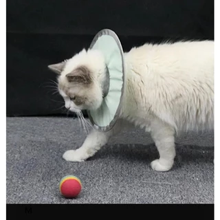 CONE CIRÚRGICO PARA GATOS