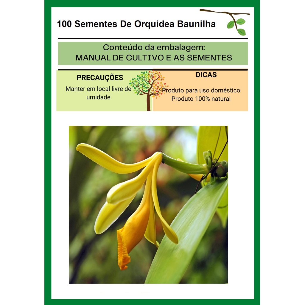 100 Sementes De Orquidea Baunilha