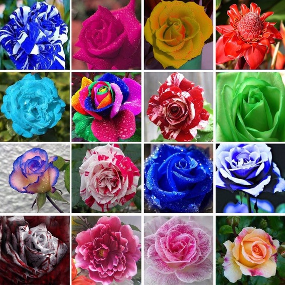 350 Sementes De Rosa Rosa Coloridas Raras Exóticas com manual de plantio
