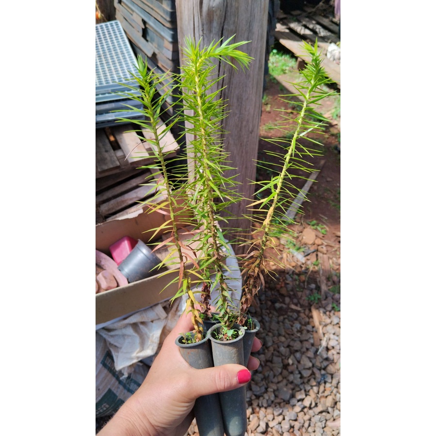 PLANTA DE PINHEIRO ARAUCÁRIA (PINHÃO) | Shopee Brasil