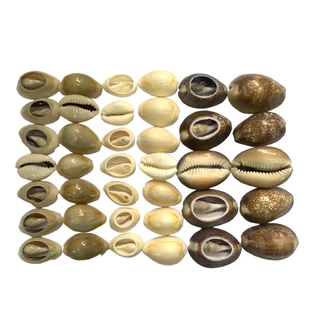 Buzios naturais 2pcts