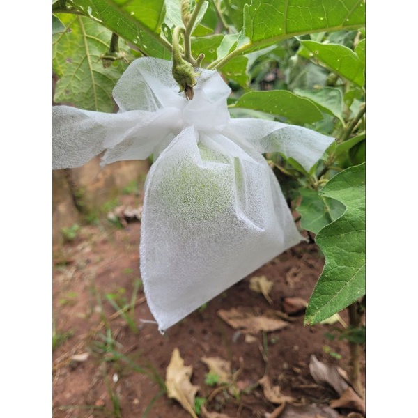 saquinhos de tnt 14x20 para proteção de frutas no pé | Shopee Brasil