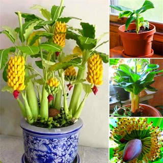 30 Sementes De Mini Bananeira Comestível Bonsai Menor Frete rápido