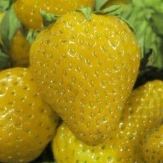 150 sementes de morango amarela uy raros