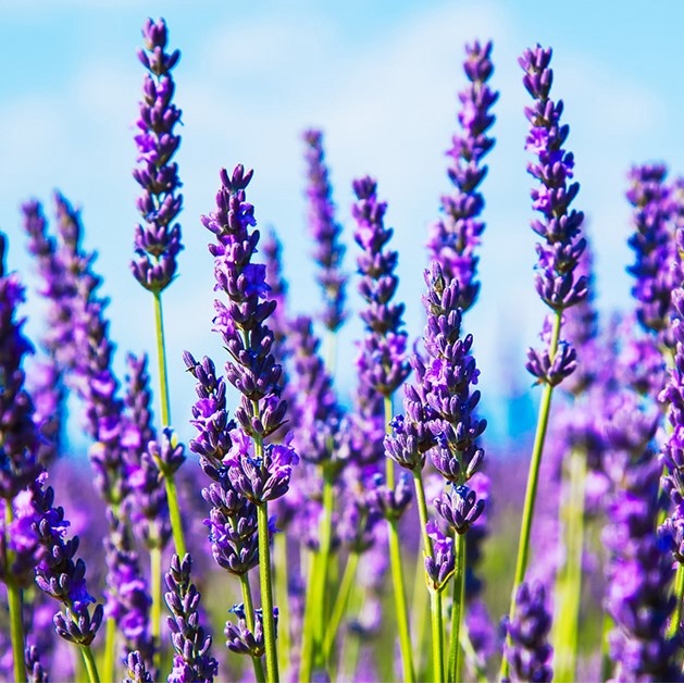 Imagem 1 da lavanda