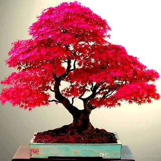 30 Sementes Bonsai Acer Palmatum Vermelho Árvore P/ Mudas kj
