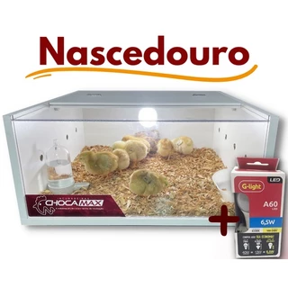 Nascedouro Chocamax Para Pintinhos Galinha/Codorna Pós Nascimento