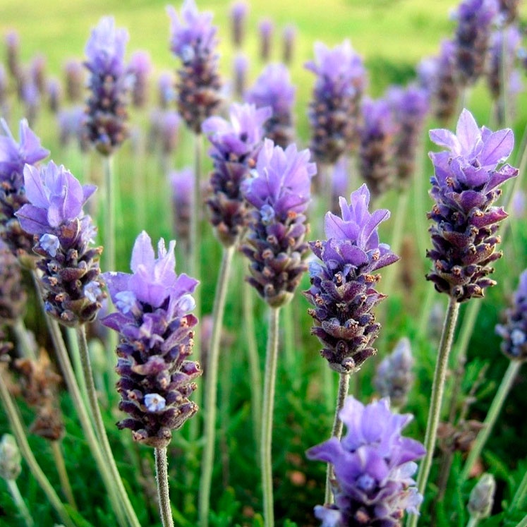 Imagem 3 da lavanda