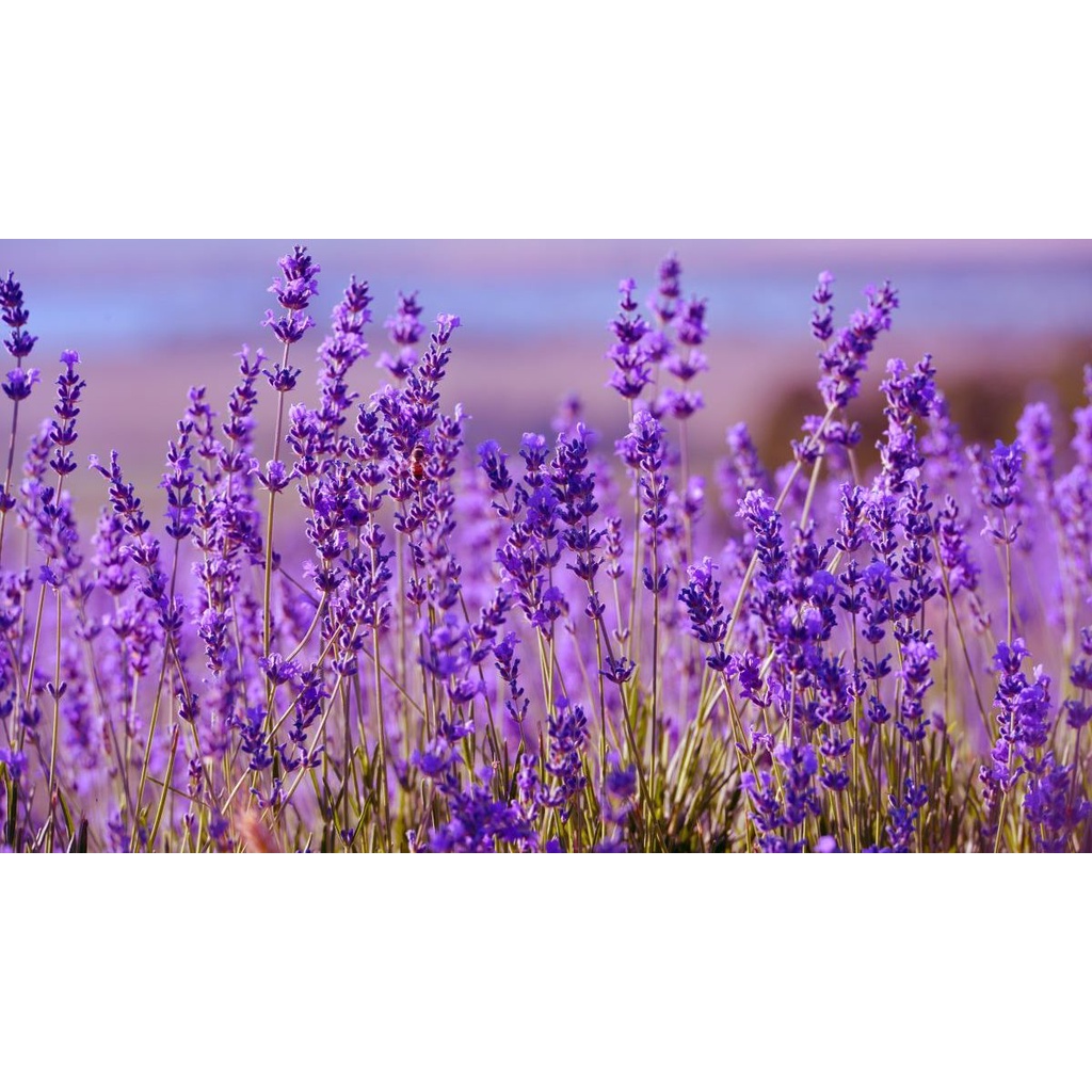 Imagem 4 da lavanda