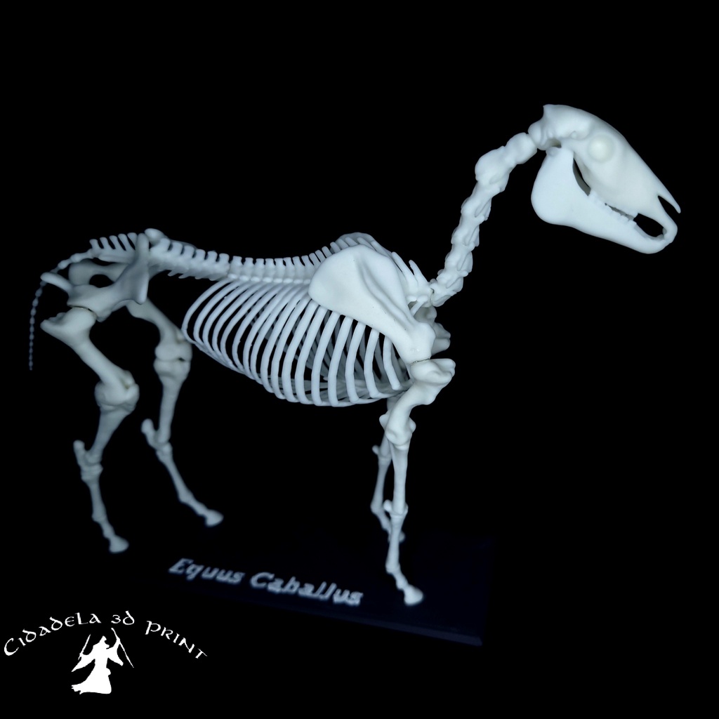 Modelo anatômico veterinário - esqueleto equino
