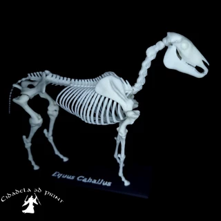 Modelo anatômico veterinário - esqueleto equino