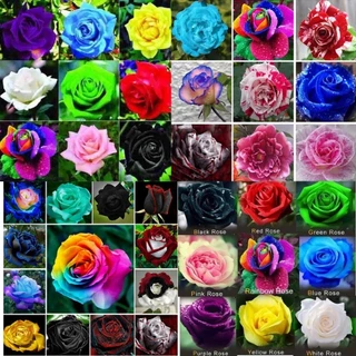 100 sements rosas sortidas com manual de cultivo