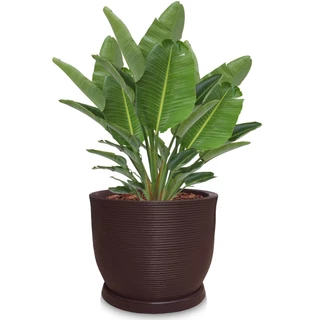 Vaso de Planta Redondo Grande Largo Frutifera Arvore em Polietileno Decorar Cada Jardim Deck 60x56 cm