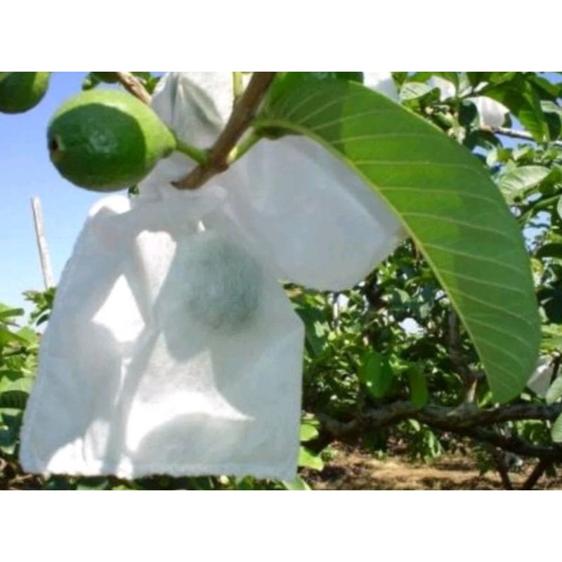 saquinhos para proteger as frutas no pé, tamanho 10x14 | Shopee Brasil