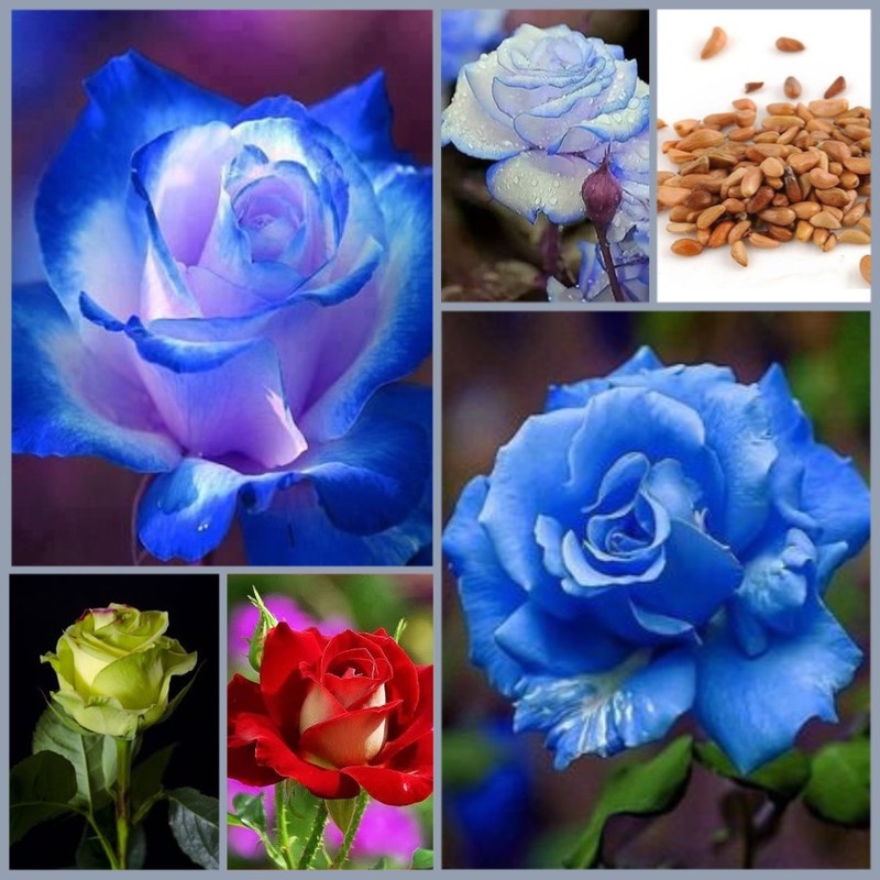 50 sementes rosas raras | Shopee Brasil